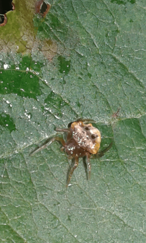 Cyrtarachne ixoides (Araneidae)?